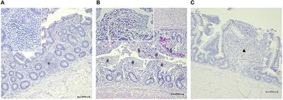 Assessment of Antimicrobial Effects on Broiler Gut Barrier Through Histopathology and Immunohistochemistry of Tight-Junction Proteins